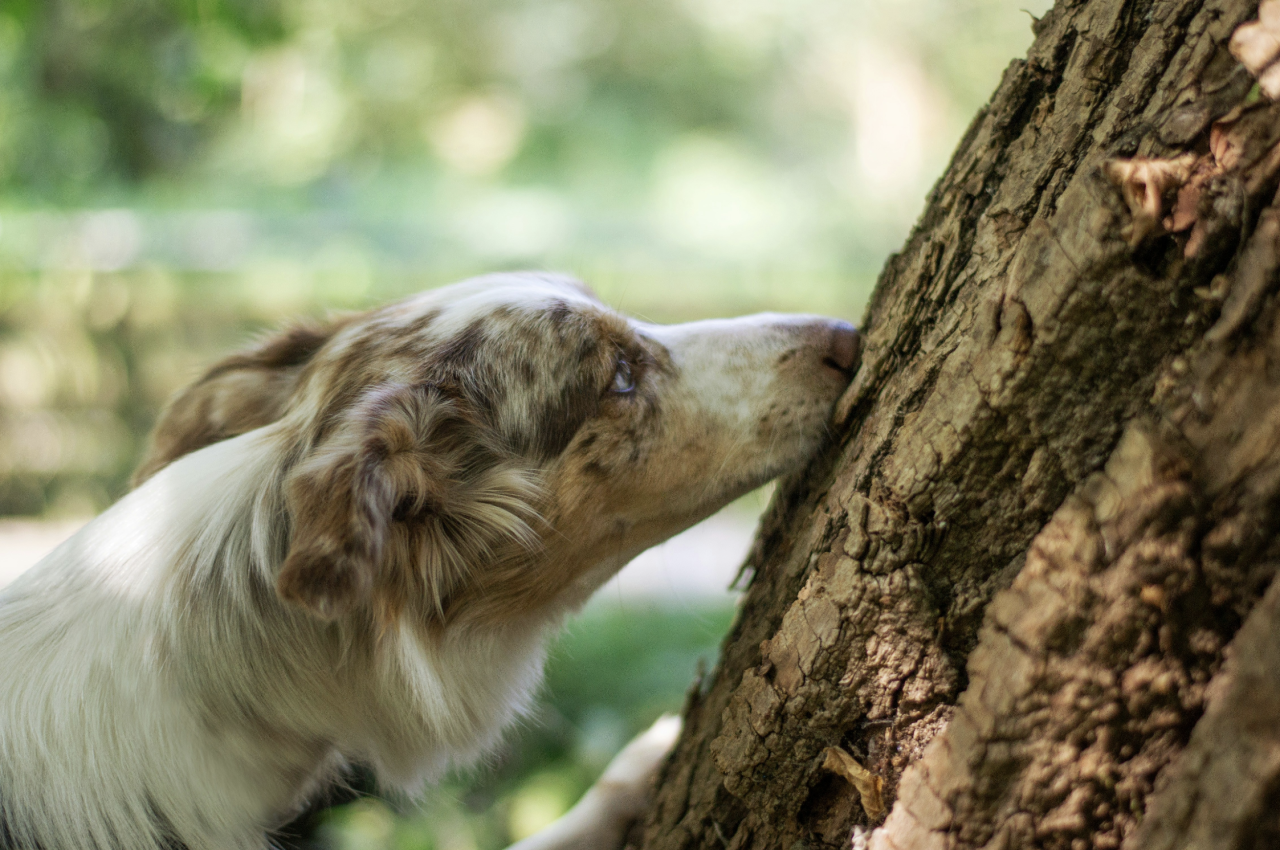 An australian shepard dog sniffs the bark of a tree intensely